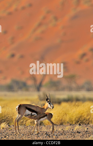 Springbok (Antidorcas marsupialis) suckling calf in the Sossusvlei / Sossus Vlei, Namib desert, Namibia Stock Photo
