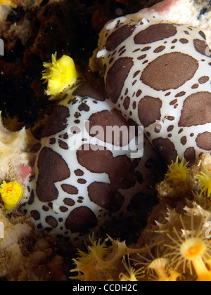 spotted swiss cow nudibranch in the mediterranean sea Stock Photo