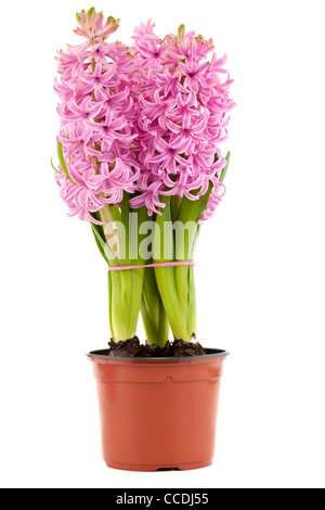 Three pink flowering hyacinth bulbs in a plastic container Stock Photo