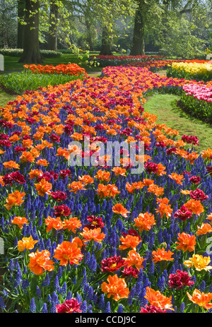 Colorful river of orange and red tulips with blue common grape hyacinth in spring in park Stock Photo