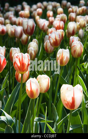 Field with white with red flamed tulips on sunny day in spring Stock Photo