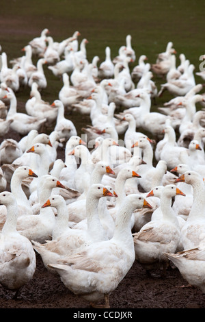 Free range Norfolk Geese at Goodmans farm, Great Witley, Worcestershire, England, UK Stock Photo