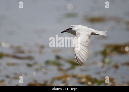 Black-naped Tern (Sterna sumatrana sumatrana), immature in flight foraging for food over a lagoon Stock Photo
