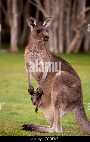 Kangaroo Mum with a Baby Joey in the Pouch - Closeup