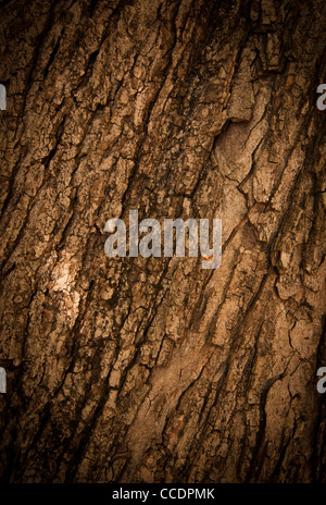 Bark of Oak Tree Stock Photo