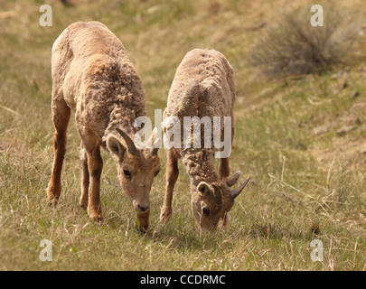 A pair of bighorn lambs feeding on a grassy meadow. Stock Photo