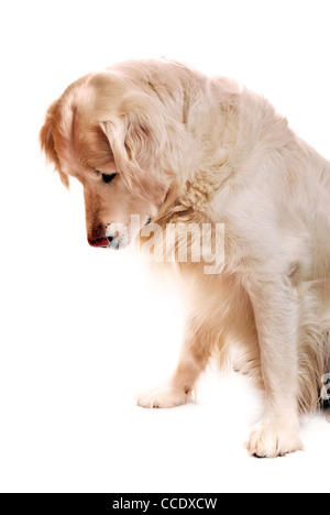 Golden retriever dog very expressive face. Lying. Side view Stock Photo ...