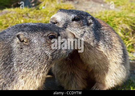 Alpine marmot groundhog Marmota marmota two duel fight battle Stock ...