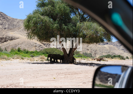 Group of desert elephants (Loxodonta africana) in the shade of a tree. Seen from a vehicle  Kaokoland, Namibia. Stock Photo