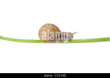 Snail on green stick over white background Stock Photo