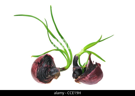 Sprouting Red Onion Stock Photo
