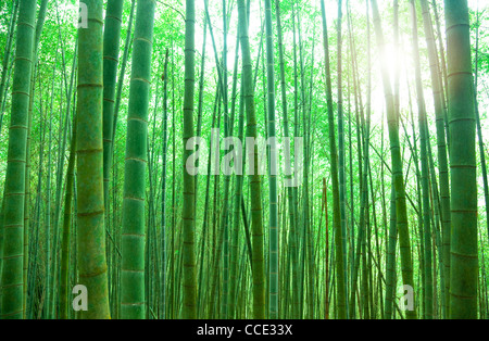 green bamboo forest with sunlight Stock Photo