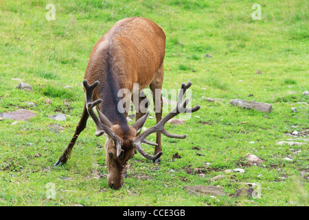 male deer on a green alpine pasture Stock Photo