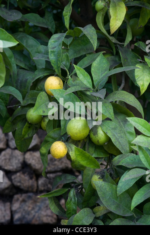 Cultivation of citrus fruit occurs in the Eden project's Mediterranean biome like these blood oranges growing on a tree Stock Photo