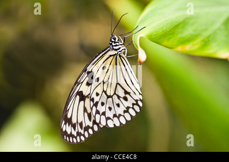 Paper kite tropical butterfly or Idea leuconoe hanging on leaf Stock Photo