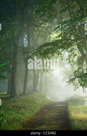 Track through misty woodland. Stock Photo