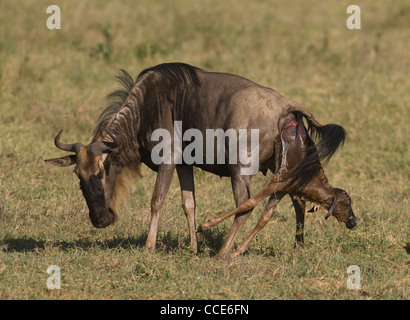 Africa Tanzania Ngorongoro Crater-Wildebeest giving birth standing (Connochaetes taurinus albojubatus) Stock Photo