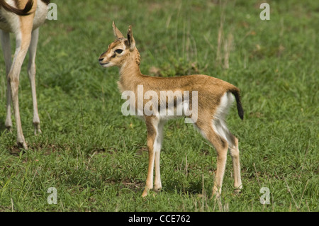 Africa Kenya Masai Mara National Reserve-Newborn Thomson's gazelle (Eudorcas thomsonii) Stock Photo