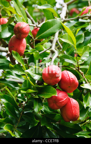 Ackee, Vegetable Brain, Achee, Akee Apple or Akee (Blighia sapida), Liberta, Antigua Stock Photo
