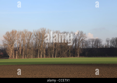 Feld, Acker, grün, Natur, Landwirtschaft, Ackerfurche, Lehmboden, Baüme, Bauer, Sonnenschein, blauer Himmel, braun, grau, Winter
