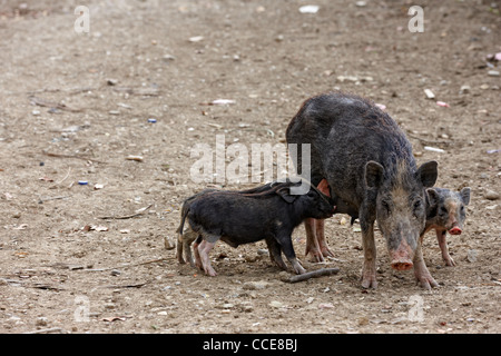 Mother pig with piglets Stock Photo