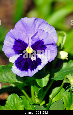 Pansies aka pansy violets - Viola tricolor hortensis Stock Photo