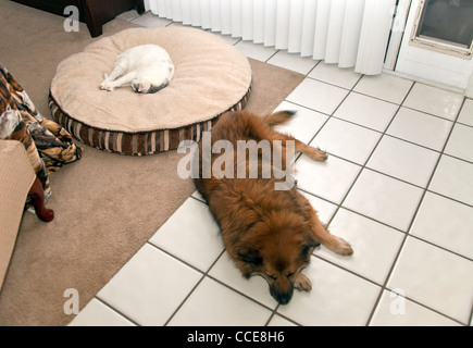 Cat asleep sleeps on dogs bed while dog sleeps on hard floor. top view above MR  © Myrleen Pearson Stock Photo