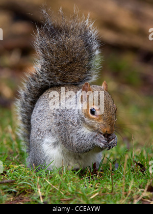 Grey squirrel eating nut Stock Photo