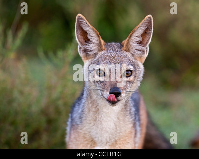 Young black-backed jackal, close up Stock Photo