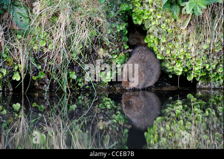 Water vole (Arvicola amphibius) Stock Photo