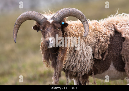 Foula Sheep, Schaf, Foula, Shetland, Scotland, Great Britain, rare breed, male, Schafbock Stock Photo