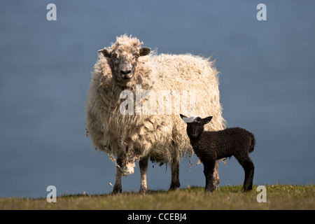 Sheep ewe with newborn lamb, Schaf mit Lamm, Fair Isle, Shetland, Scotland, Great Britain Stock Photo