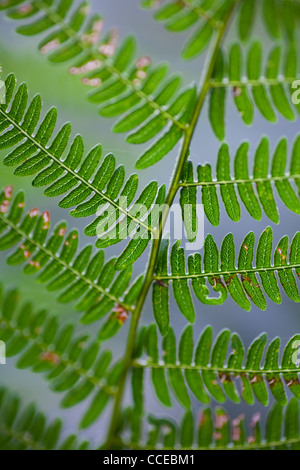 Detail of a fern leaf showing some damage. Stock Photo
