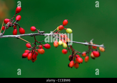 Berberis koehneana var auramea bright red berries berrys fruit autumn winter Deciduous Rounded Multi-Stemmed Bush barberries Stock Photo