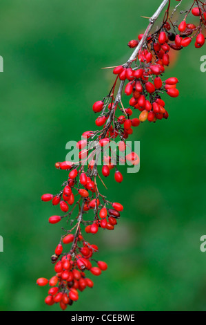 Berberis koehneana var auramea bright red berries berrys fruit autumn winter Deciduous Rounded Multi-Stemmed Bush barberries Stock Photo