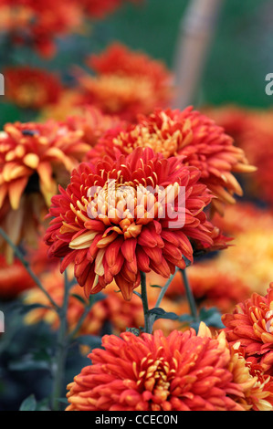 Chrysanthemum florence horwood orange flowers blooms blossoms half hardy perennial herbaceous plant flower bloom blossom flowers Stock Photo