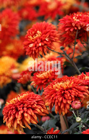 Chrysanthemum florence horwood orange flowers blooms blossoms half hardy perennial herbaceous plant flower bloom blossom flowers Stock Photo