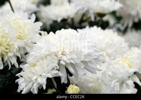 Chrysanthemum impish white cream flowers blooms blossoms half hardy perennial herbaceous plant flower bloom blossom flowers Stock Photo