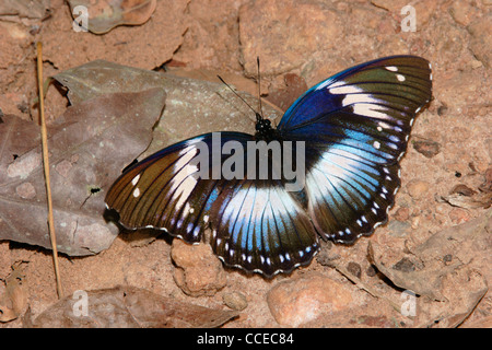 Blue diadem butterfly (Hypolimnas salmacis: Nymphalidae) female puddling in rainforest, Ghana. Stock Photo