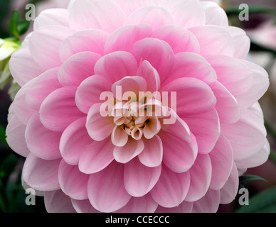 Dahlia bracken ballerina pink pastel flower bloom blossom closeup plant portraits flowers flowering perennials blooms blossoms Stock Photo