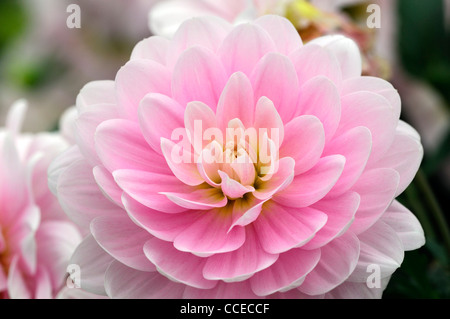 Dahlia bracken ballerina pink pastel flower bloom blossom closeup plant portraits flowers flowering perennials blooms blossoms Stock Photo