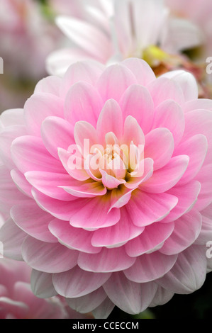 Dahlia bracken ballerina pink pastel flower bloom blossom closeup plant portraits flowers flowering perennials blooms blossoms Stock Photo