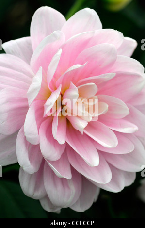 Dahlia bracken ballerina pink pastel flower bloom blossom closeup plant portraits flowers flowering perennials blooms blossoms Stock Photo