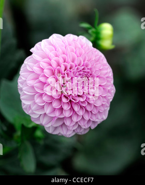 Dahlia franz kafka purple pink flower bloom pompom blossom closeup plant portraits flowers flowering perennials blooms blossoms Stock Photo