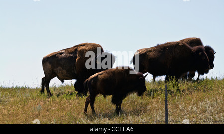 Pine Ridge prairie Native American Reservation tribe Lakota Oglala Sioux Indians land South Dakota sd in USA photos hi-res Stock Photo