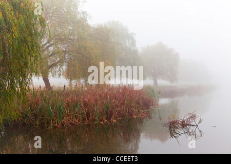 Pampas grasses alongside a pond in Home Park add colour and texture to a muted, foggy image. Stock Photo