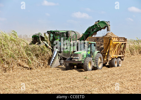 Sugar cane harvest. Stock Photo