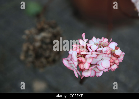 Hydrangea Hortensie Stock Photo Alamy