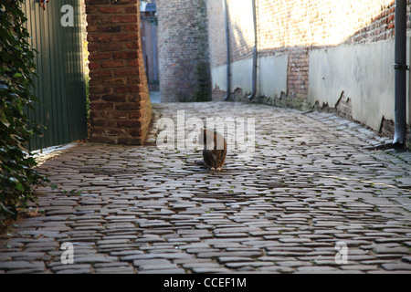 Hauskatze,domestic cat,Pflaster,Moos,cobbled pavement,moss grown, moosbewachsen,Weg,schleichend,creeping,grüne augen, green eyes Stock Photo