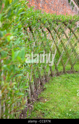 Live Willow woven screen fencing or fedge, England, UK Stock Photo